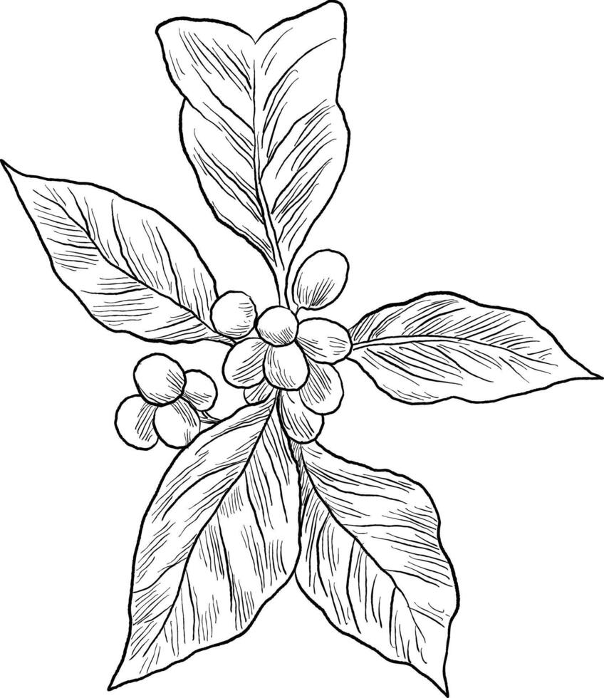 Hand-drawn coffee plant sketch featuring detailed leaves and berries, ideal for botanical designs or coffee-related themes. vector
