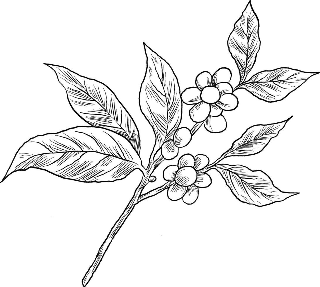 coffee plant sketch coffee-related themes. vector