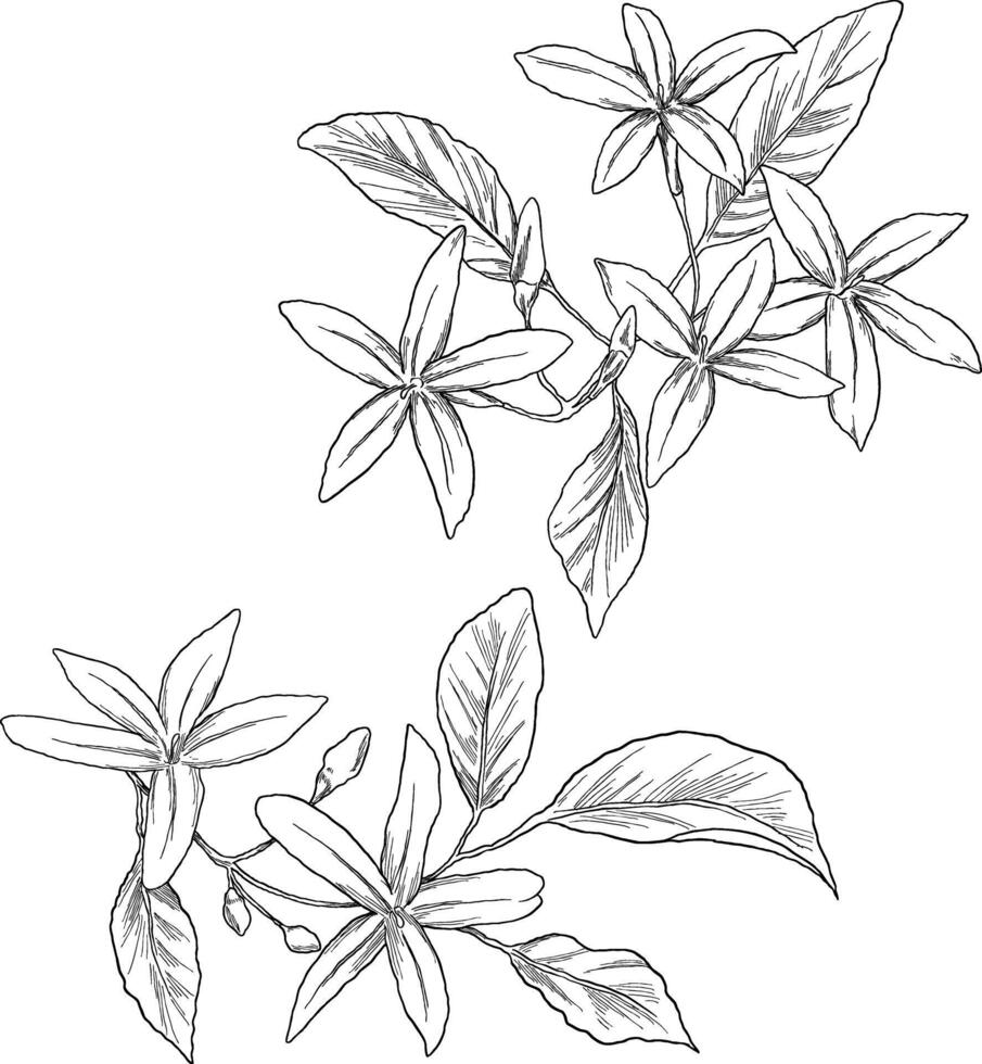 hand-drawn jasmine flower sketch, perfect for floral designs, fragrance branding, or nature-inspired vector