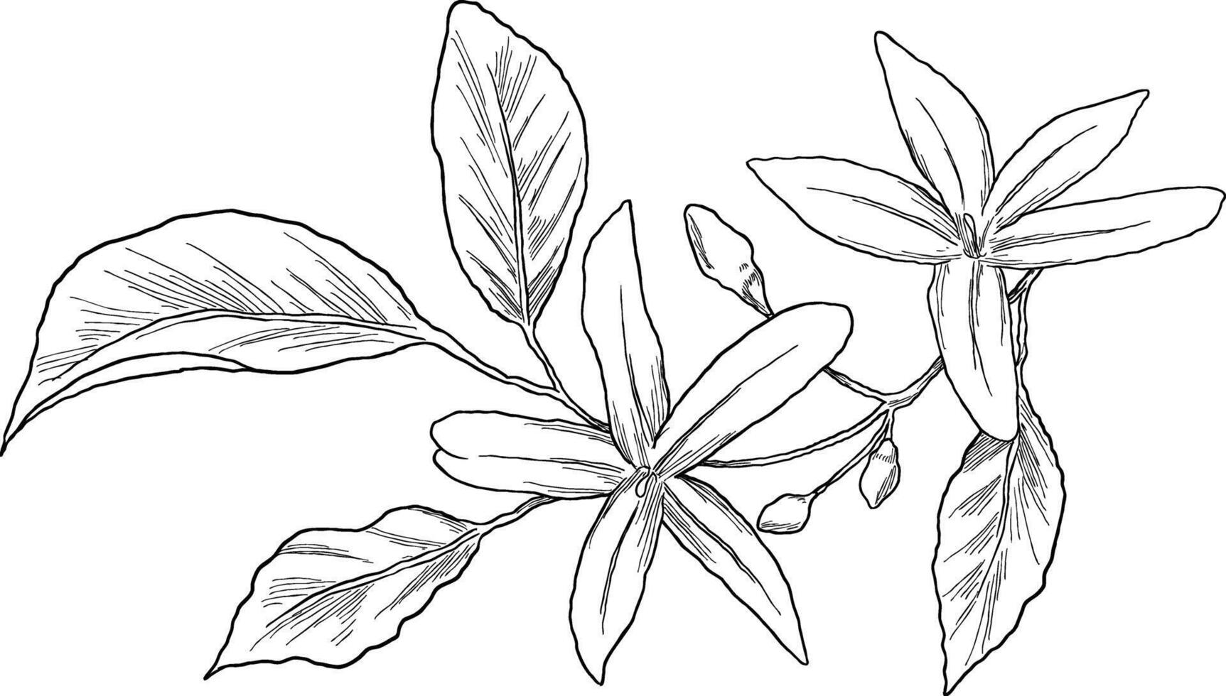hand-drawn jasmine flower sketch, perfect for floral designs, fragrance branding, or nature-inspired projects. vector