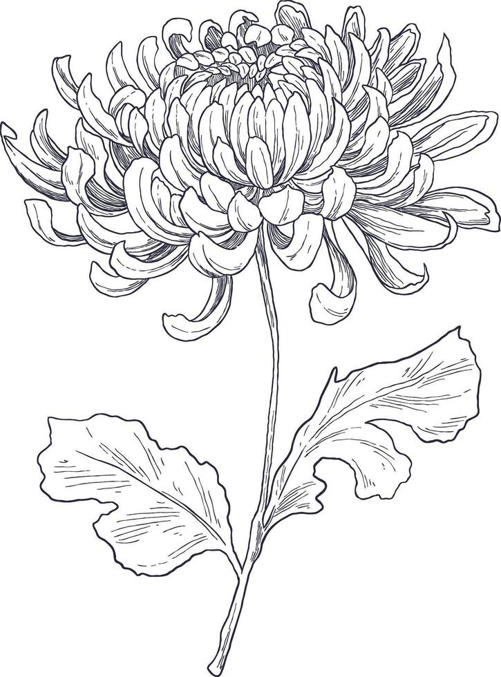 Detailed hand-drawn chrysanthemum flower sketch, ideal for seasonal designs, floral branding, or vintage botanical themes. vector