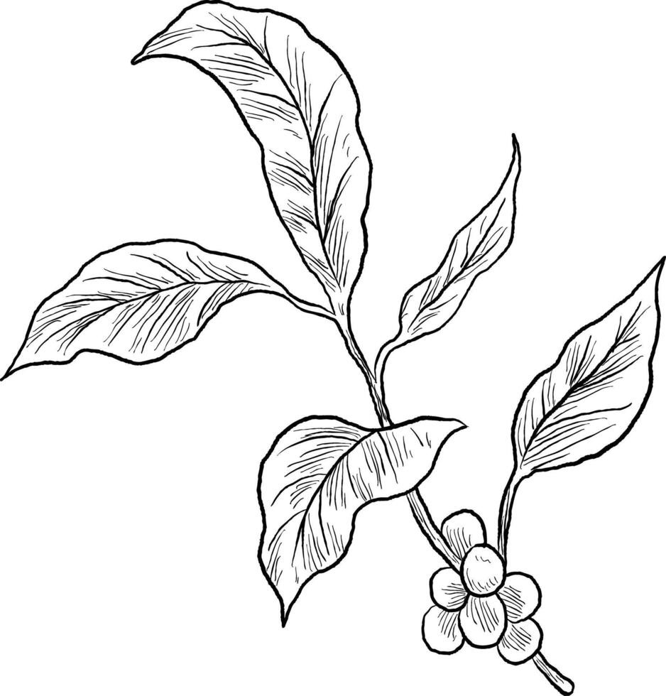 coffee plant sketch featuring detailed leaves and berries, ideal for botanical designs or coffee-related themes. vector
