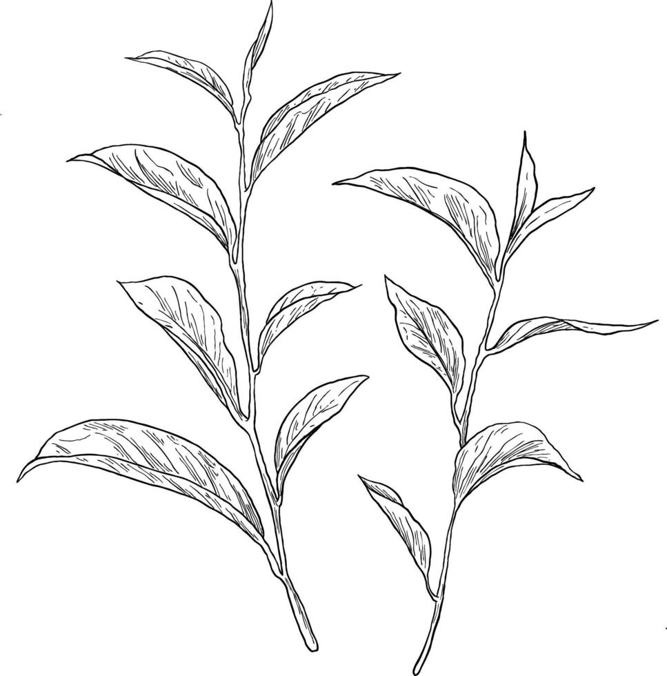 Hand-drawn tea plant sketch featuring detailed leaves and buds, perfect for botanical designs, wellness branding, or tea-related projects. Ideal for natural, organic, and herbal themes. vector