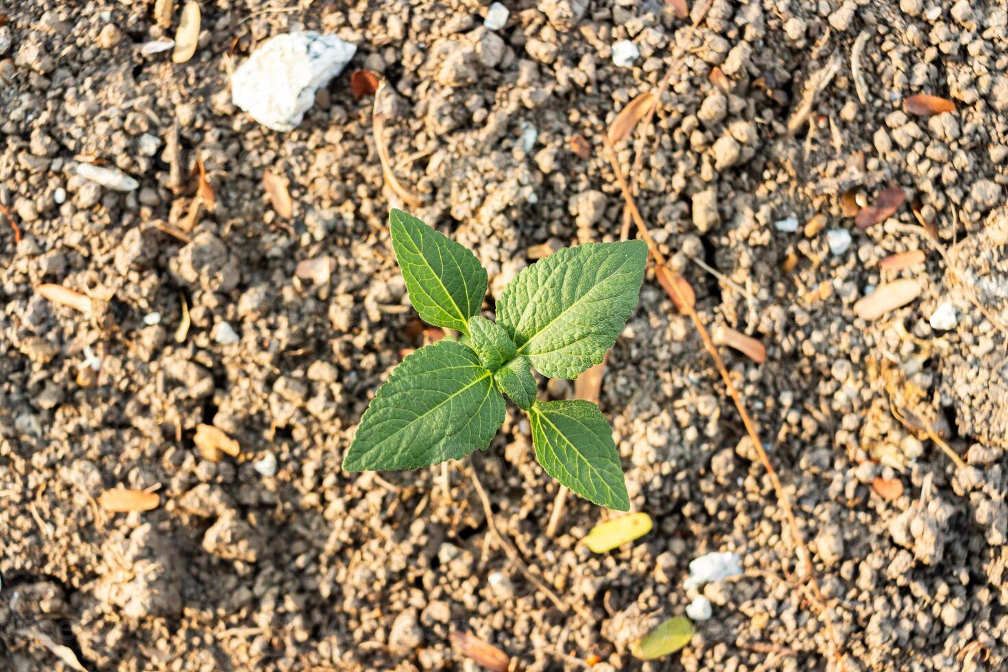 Top view of small green tree on the ground photo