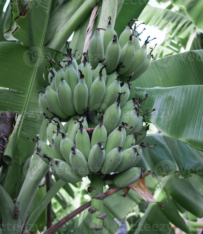 Banana bunch on banana tree photo