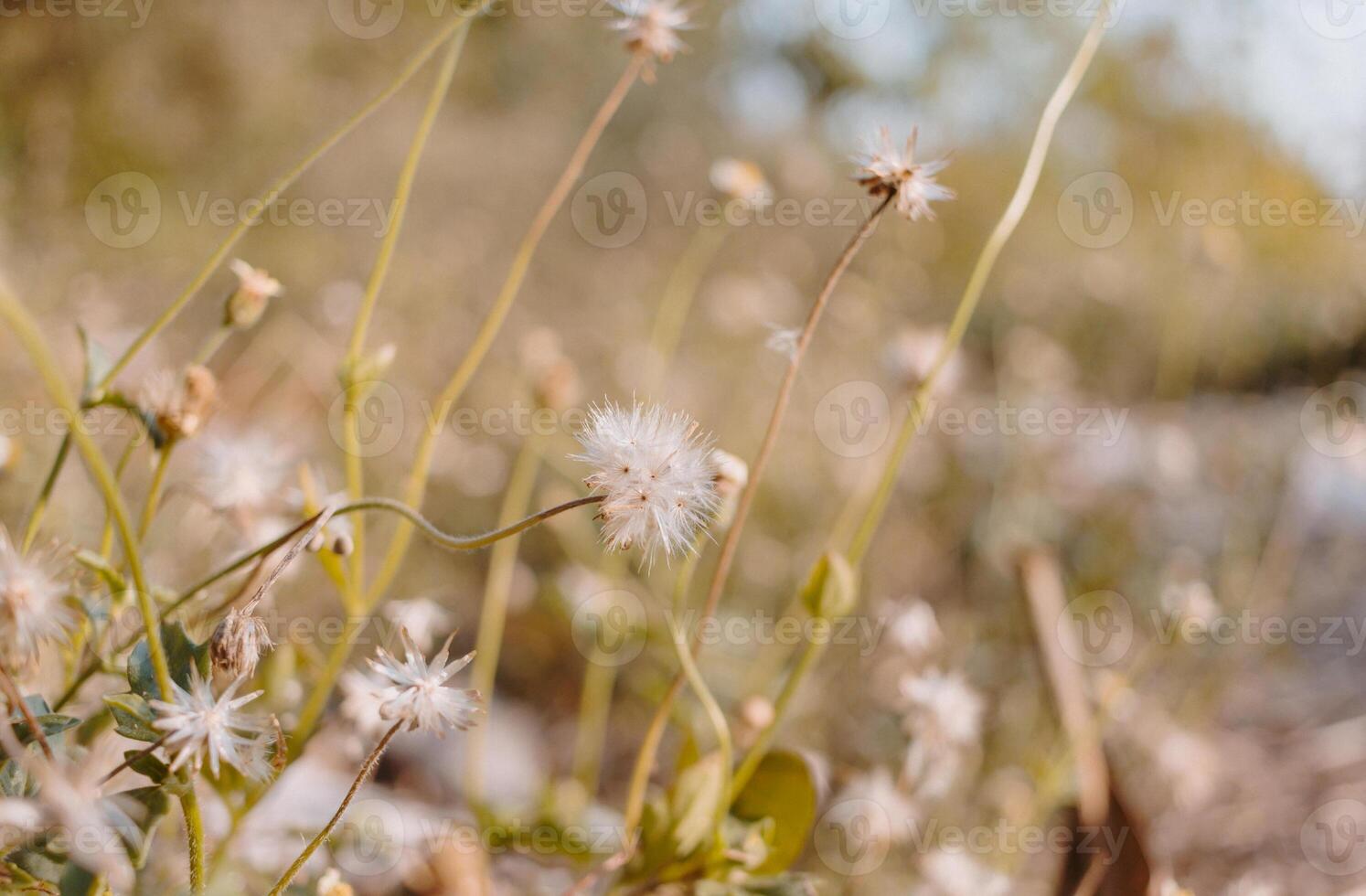 White flower of grass and nature background photo