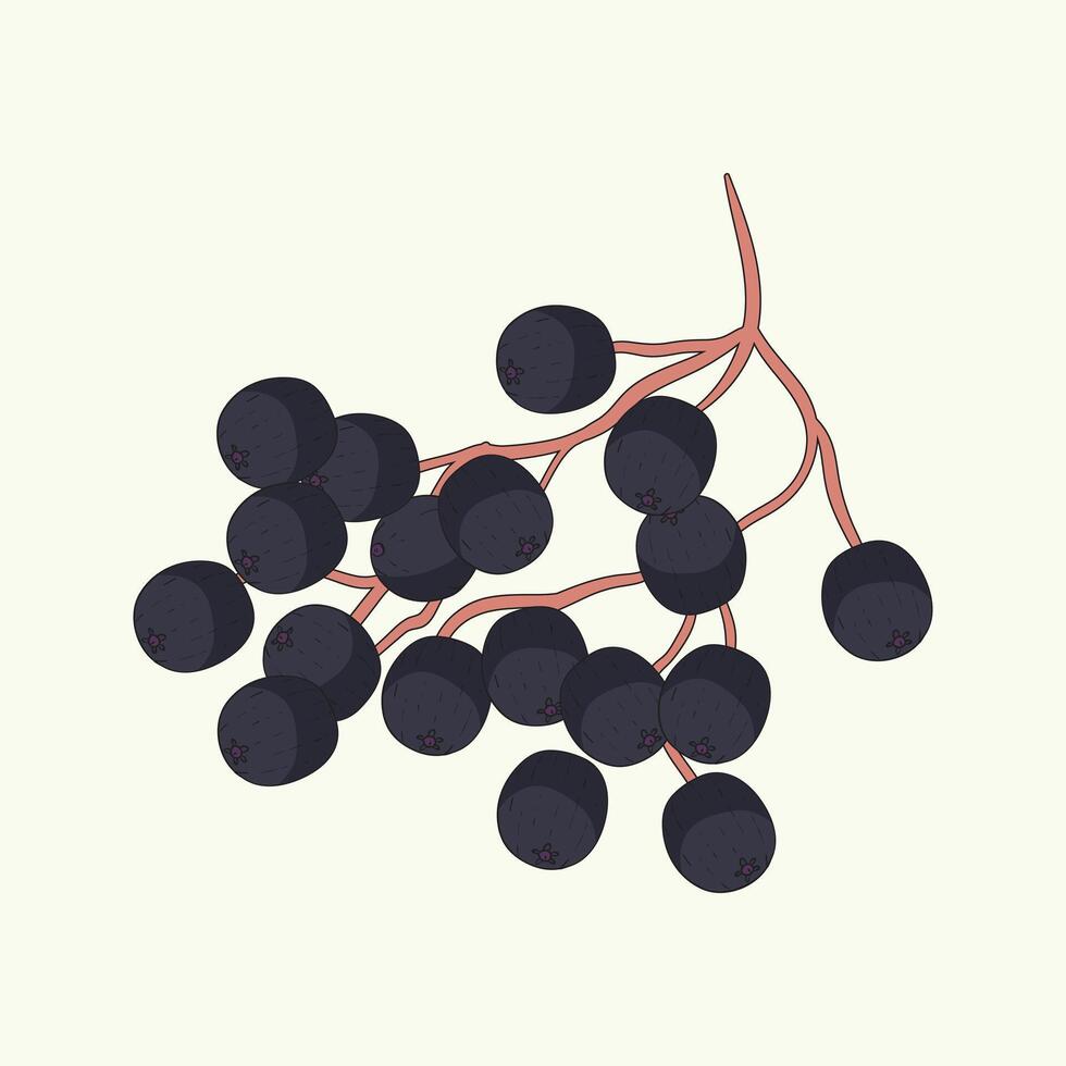Elderberry Fruit Flat Design Cartoon Icon Illustration vector