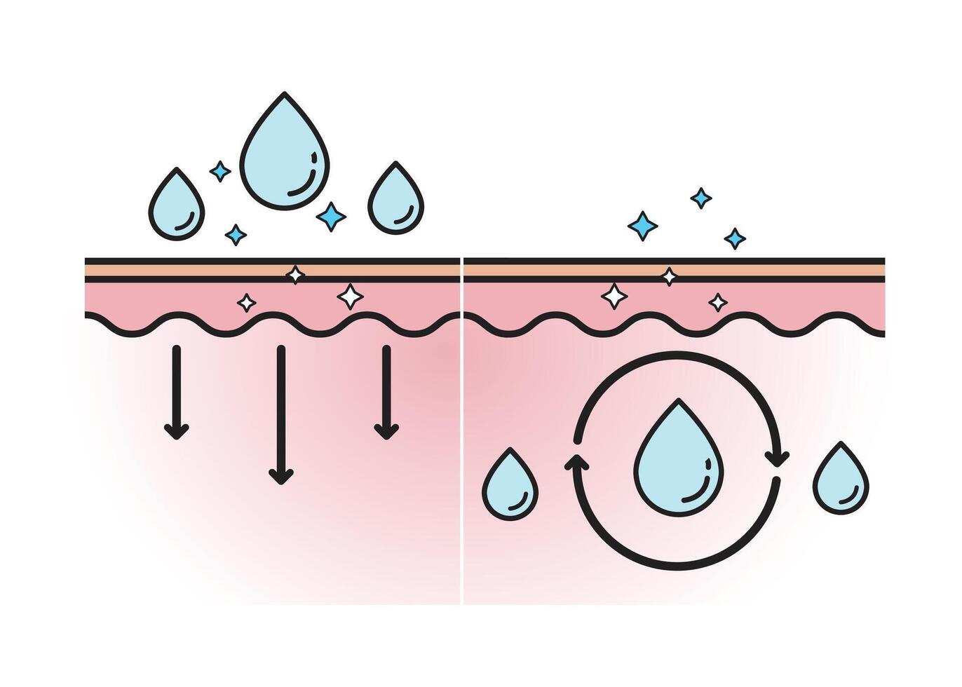 The mechanism of hydration through skin and moisture seal on skin layer on white background. Infographic of skin absorption. Skin care and beauty concept. Flat icon illustration. vector