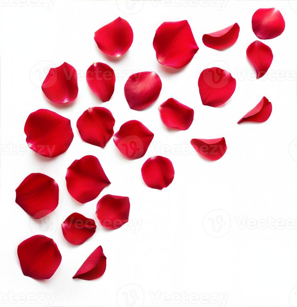 Elegant Red Petals Against White Background photo