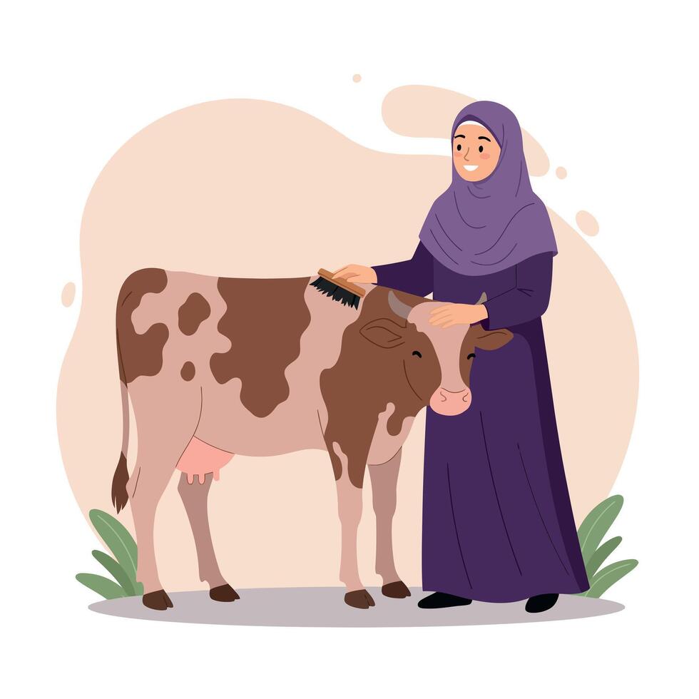Woman in purple hijab grooming brown and white cow in outdoor farm setting illustration vector