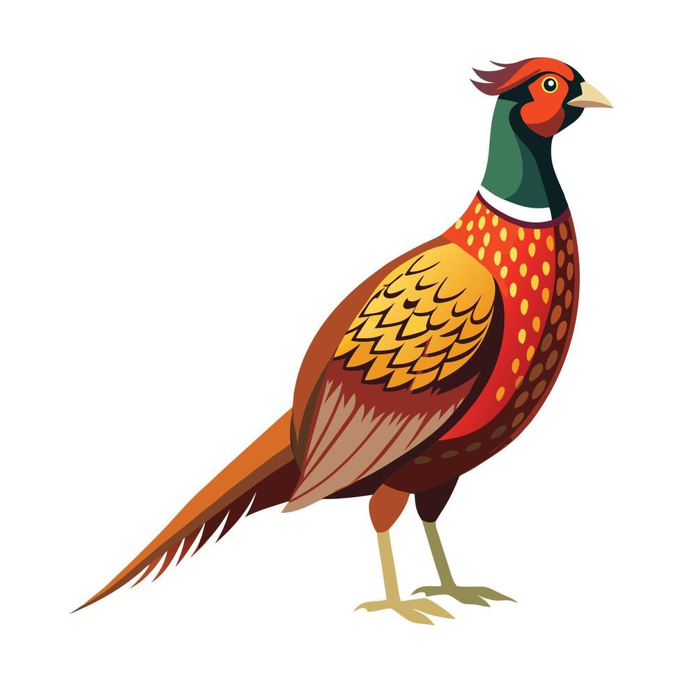a pheasant is standing on a white background vector