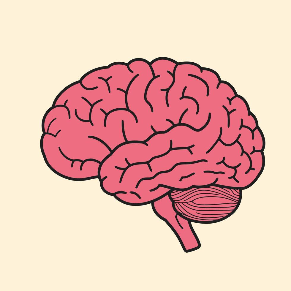 Illustration of a human brain in pink, emphasizing its intricate folds and grooves. vector
