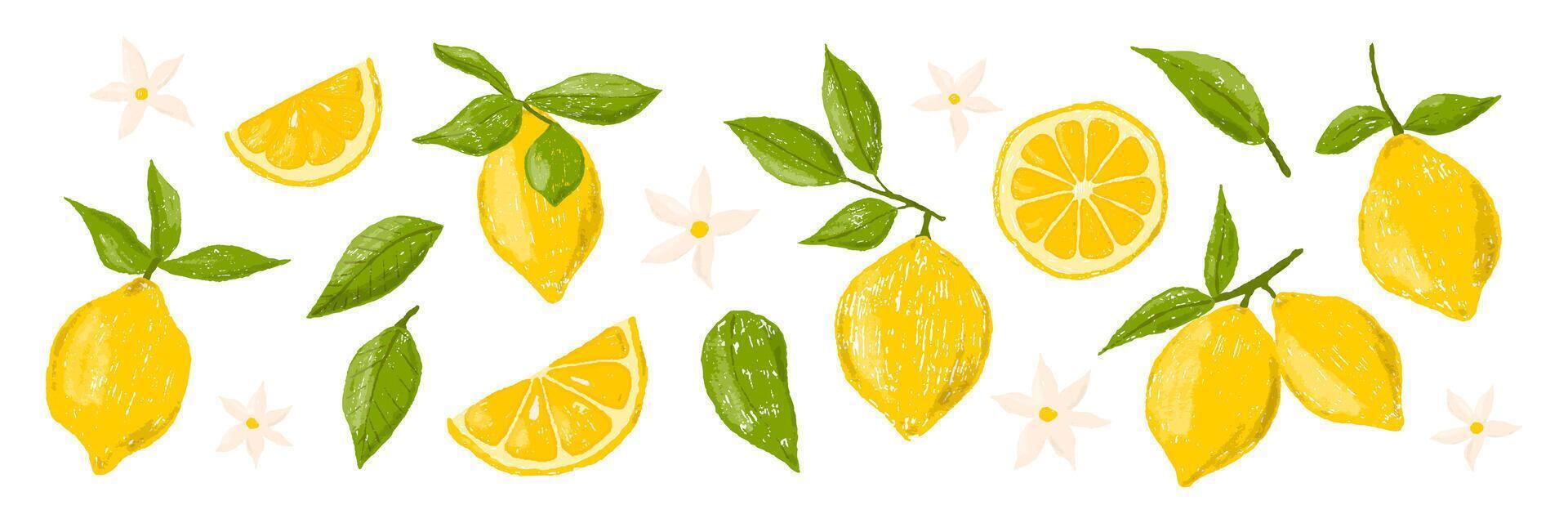 Hand drawn set of colored crayon of lemons on a branch. Leaves and flowers of citrus fruits. Italian summer illustration in Mediterranean vintage style vector