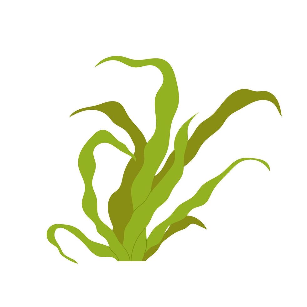 Green kelp algae. Healthy food. Underwater flora. Flat illustration sea seaweed on white. vector