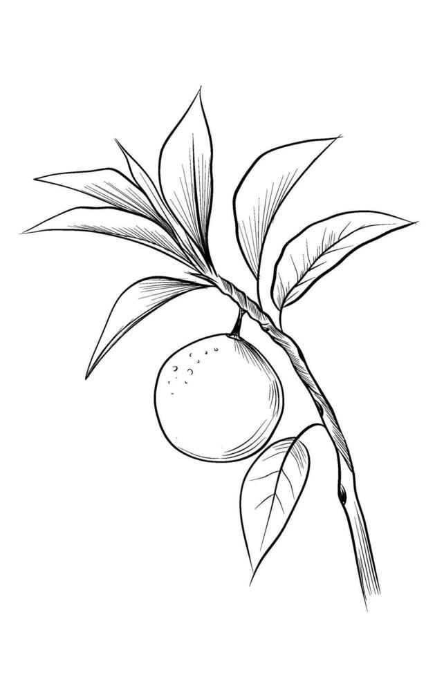 Orange fruit on branch vector