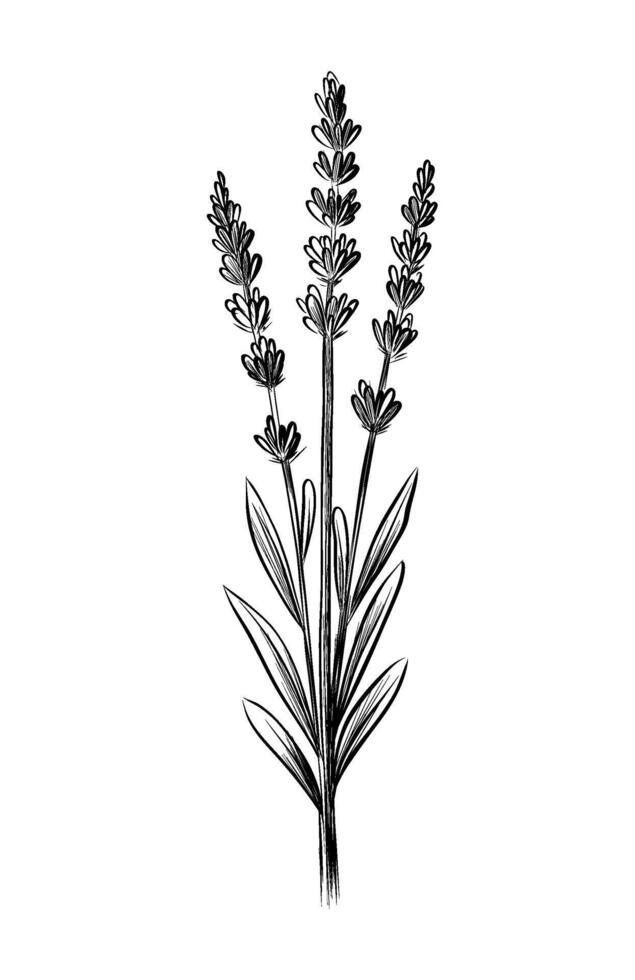 Lavender plant botanical sketch vector