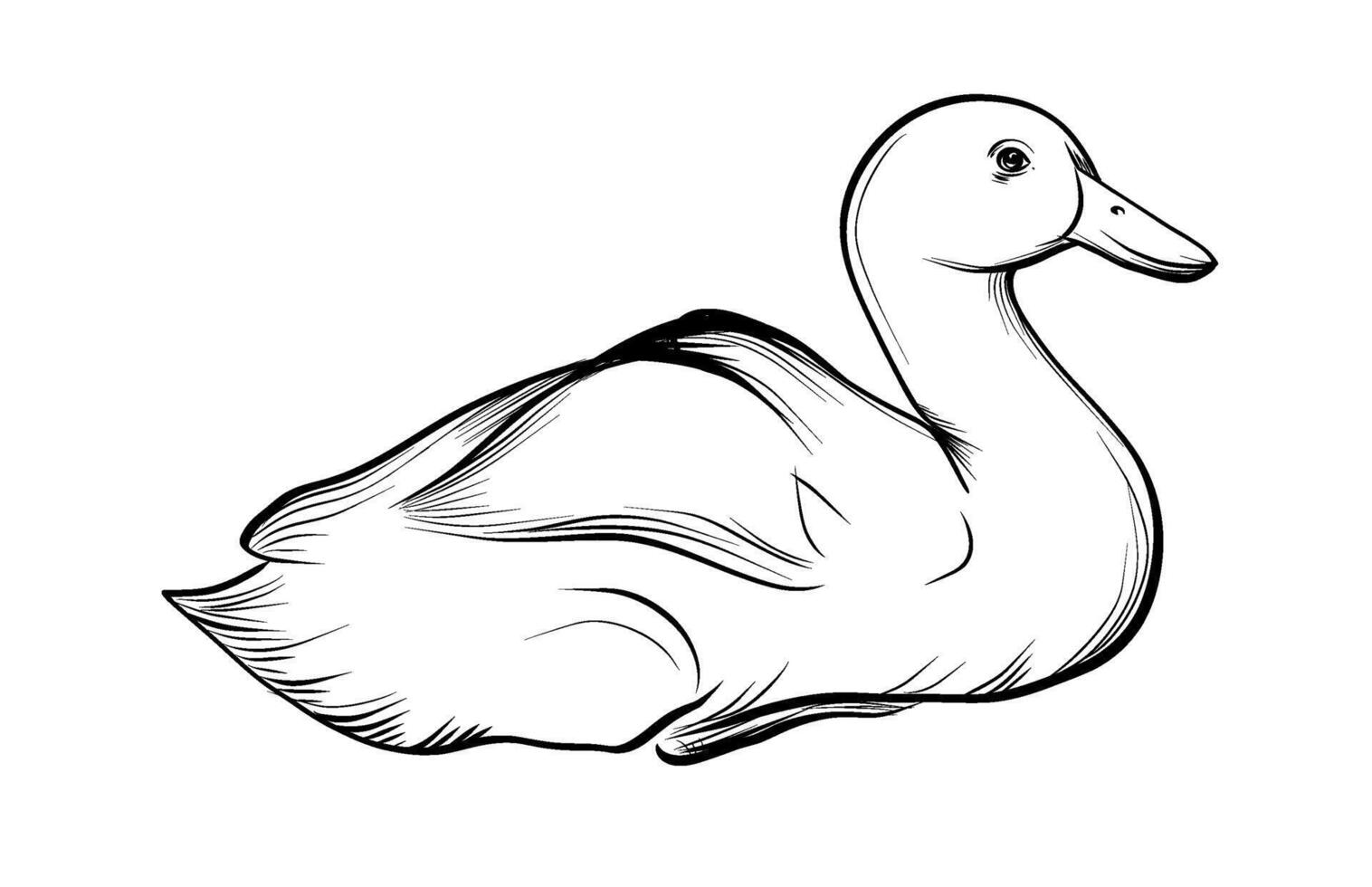 Duck bird hand-drawn animal sketch vector