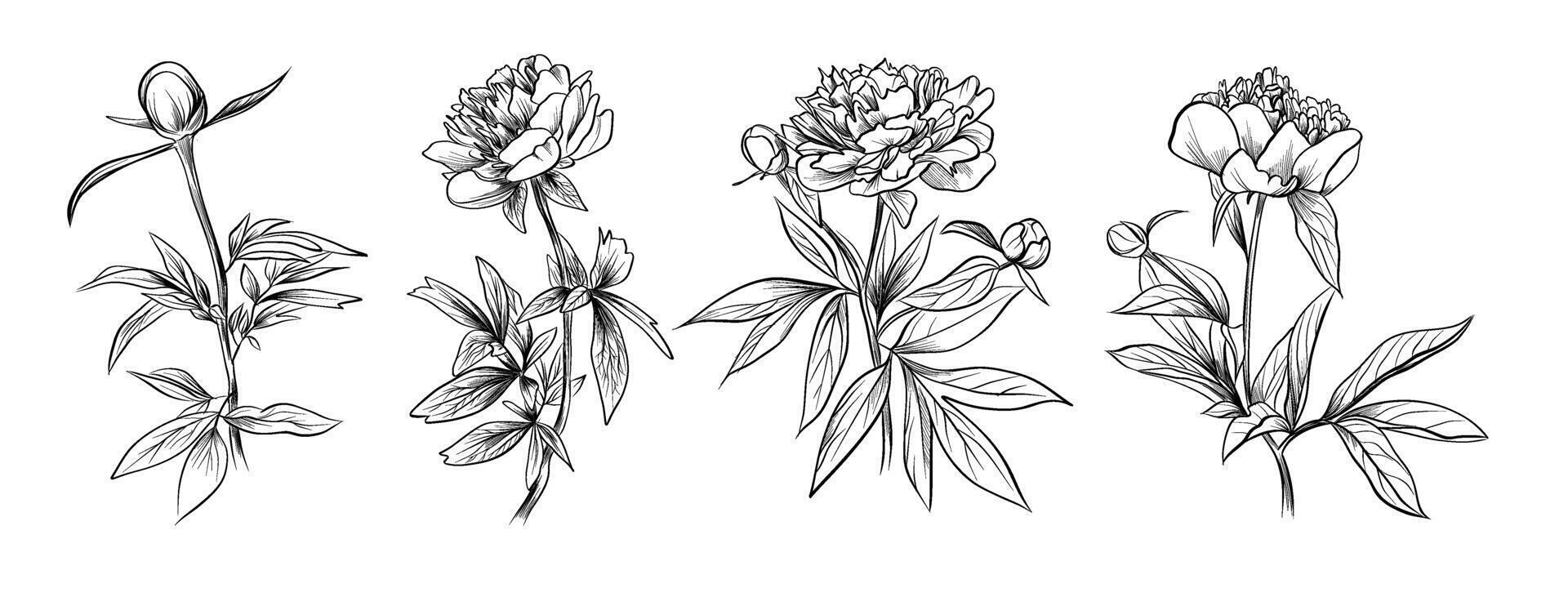 Peony bouquet sketch set vector