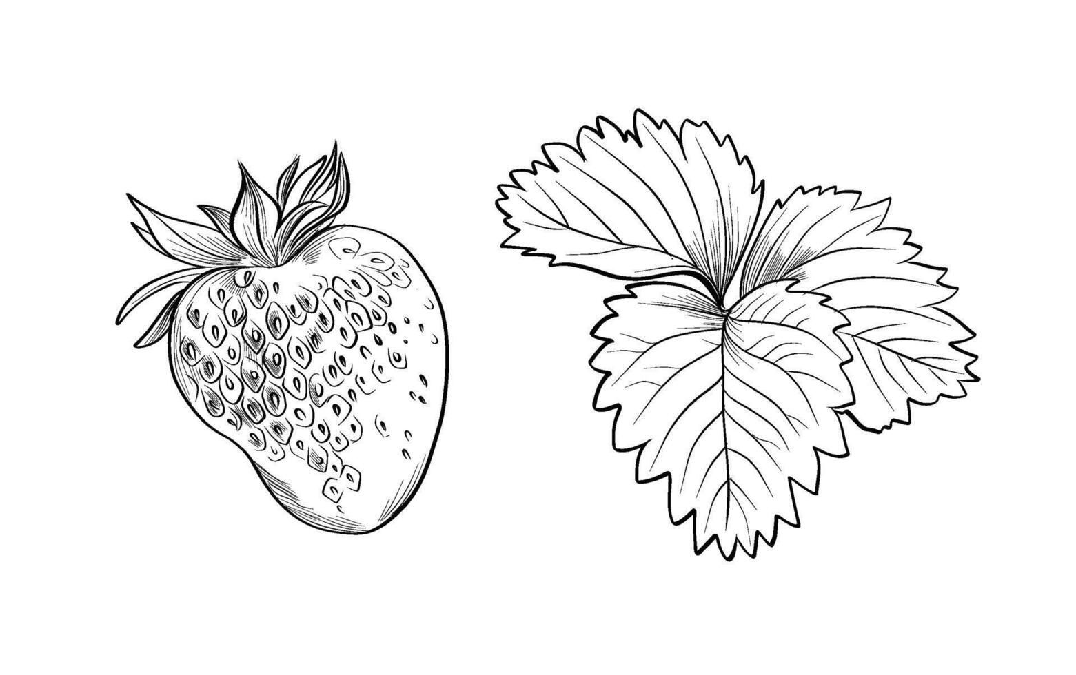 Strawberry fruit and leaves set vector