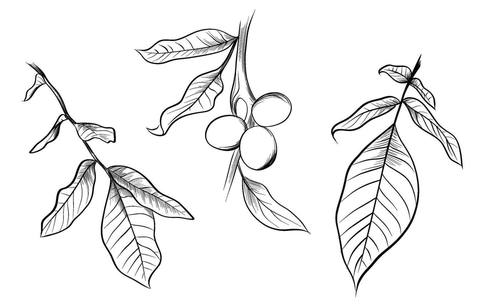 Walnut tree leaves and fruits set vector
