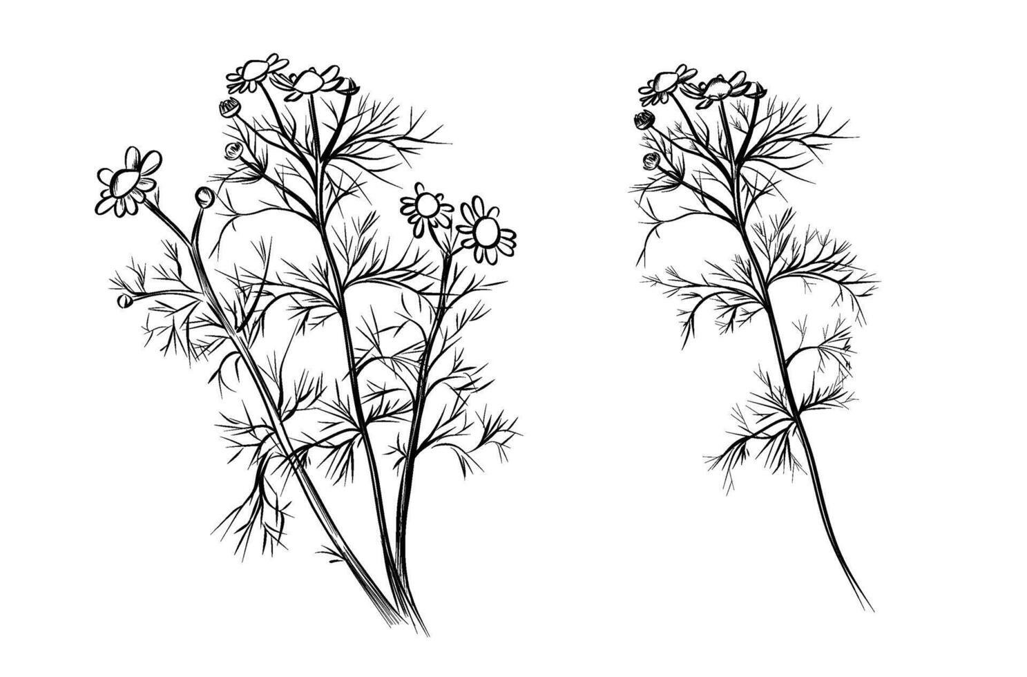 Chamomile flower bouquet botanical vector