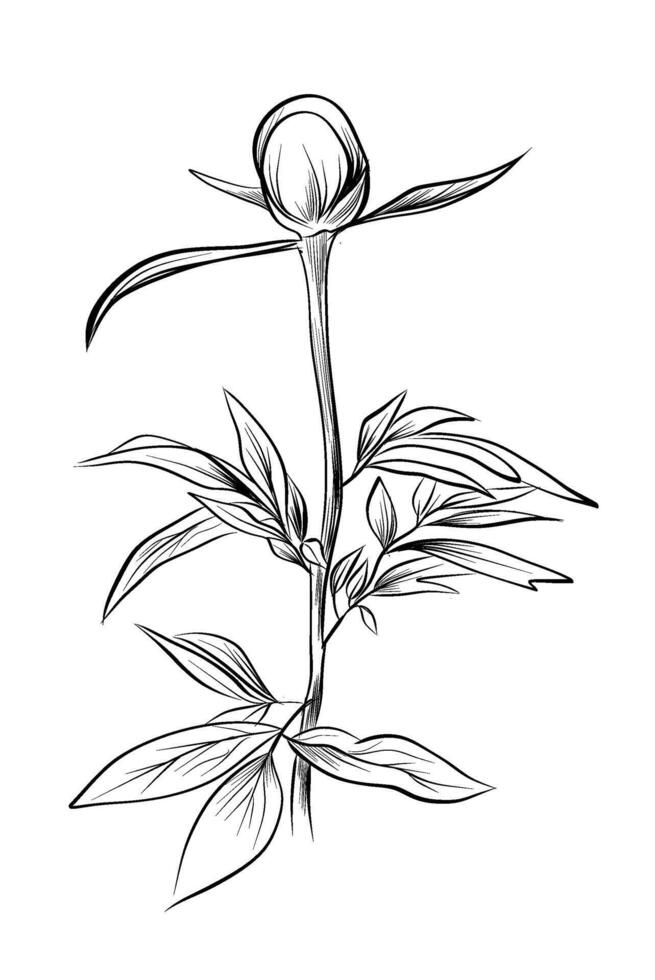 Peony flower bud botanical sketch vector