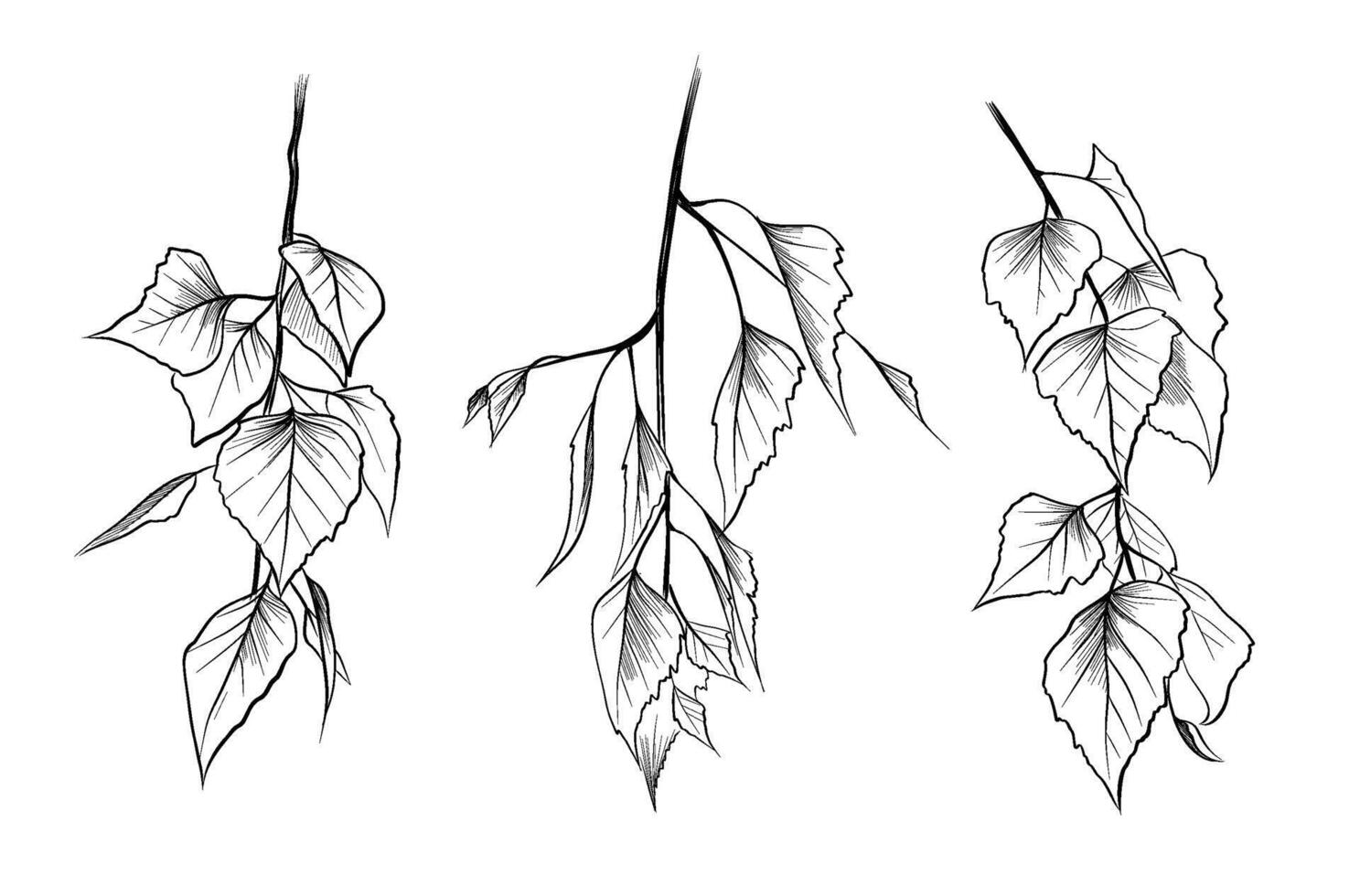 Birch foliage hanging branches set vector