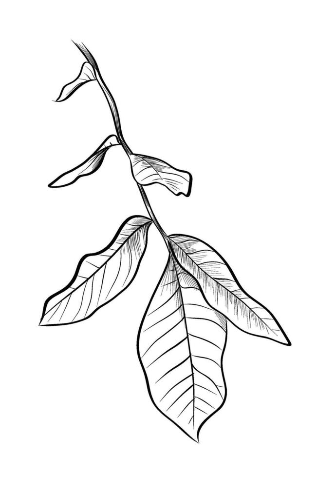 tree branch nut hand drawing vector