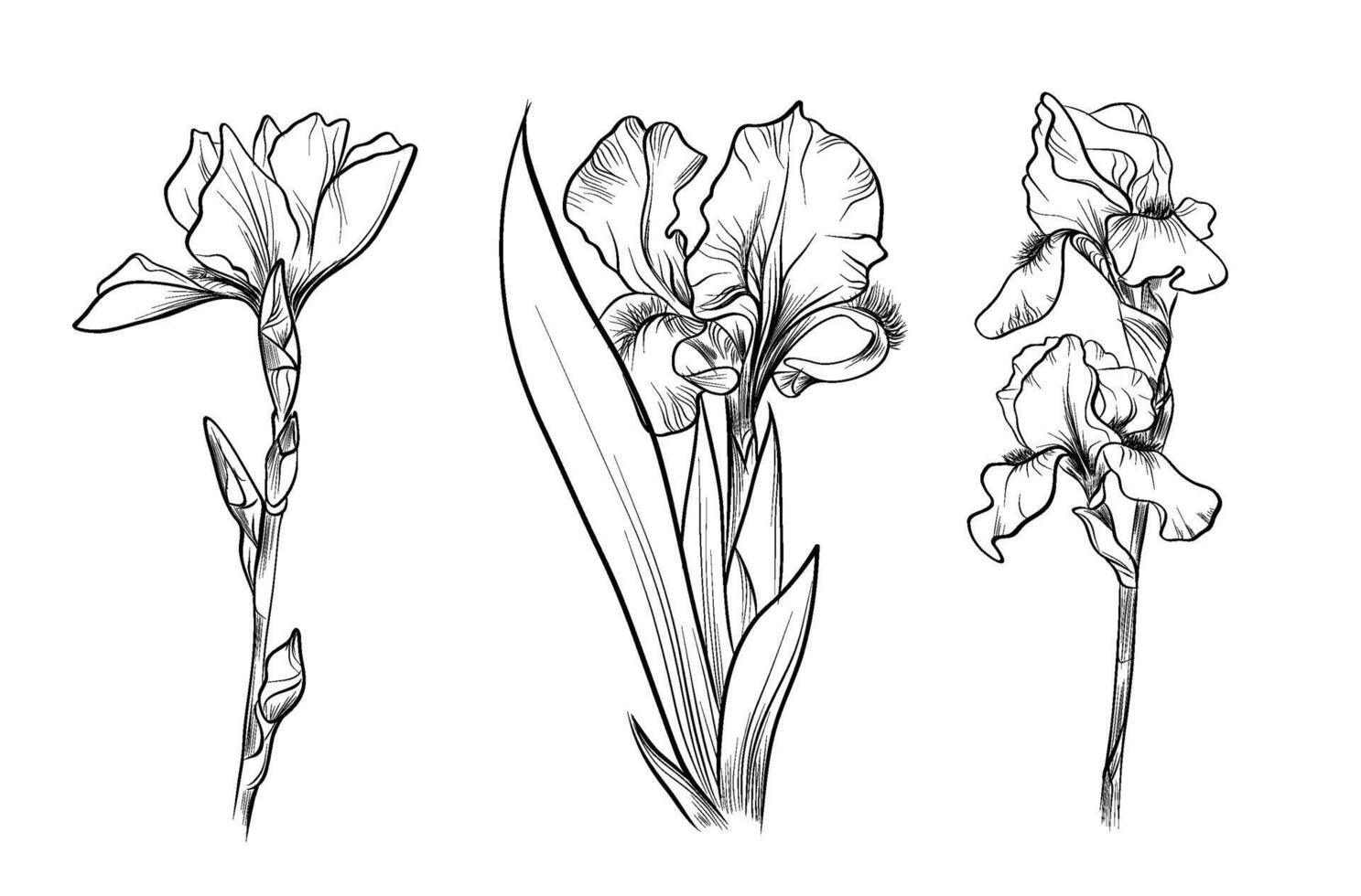 Iris flower sketch set botanical vector