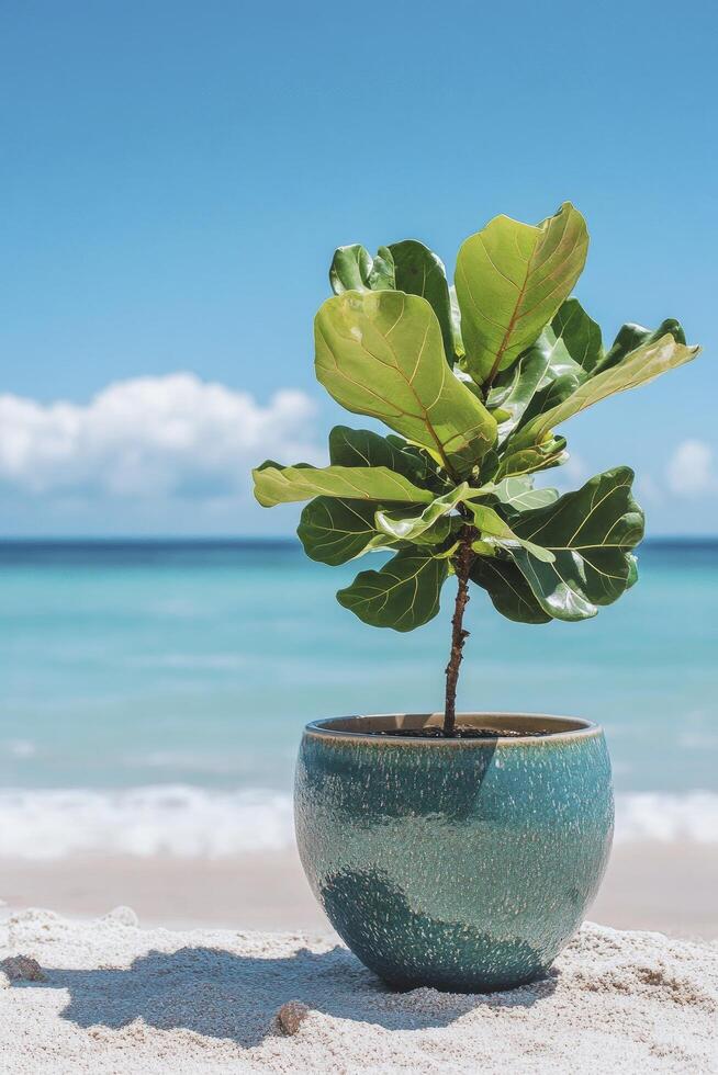 A plant in a pot on the beach photo