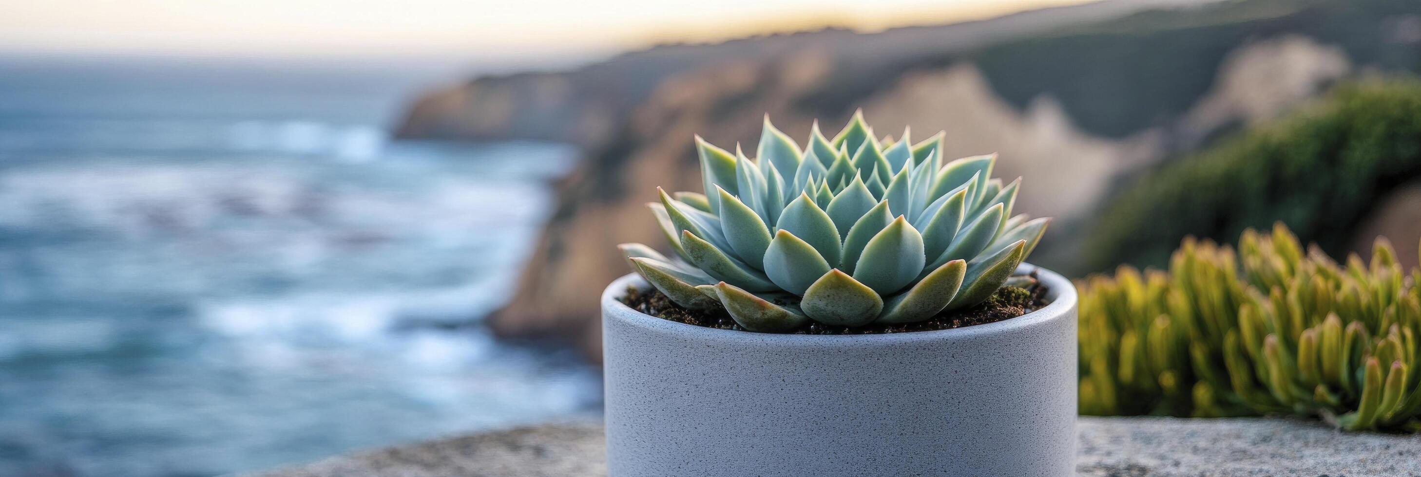 A succulent plant sits in a white pot on a rock photo