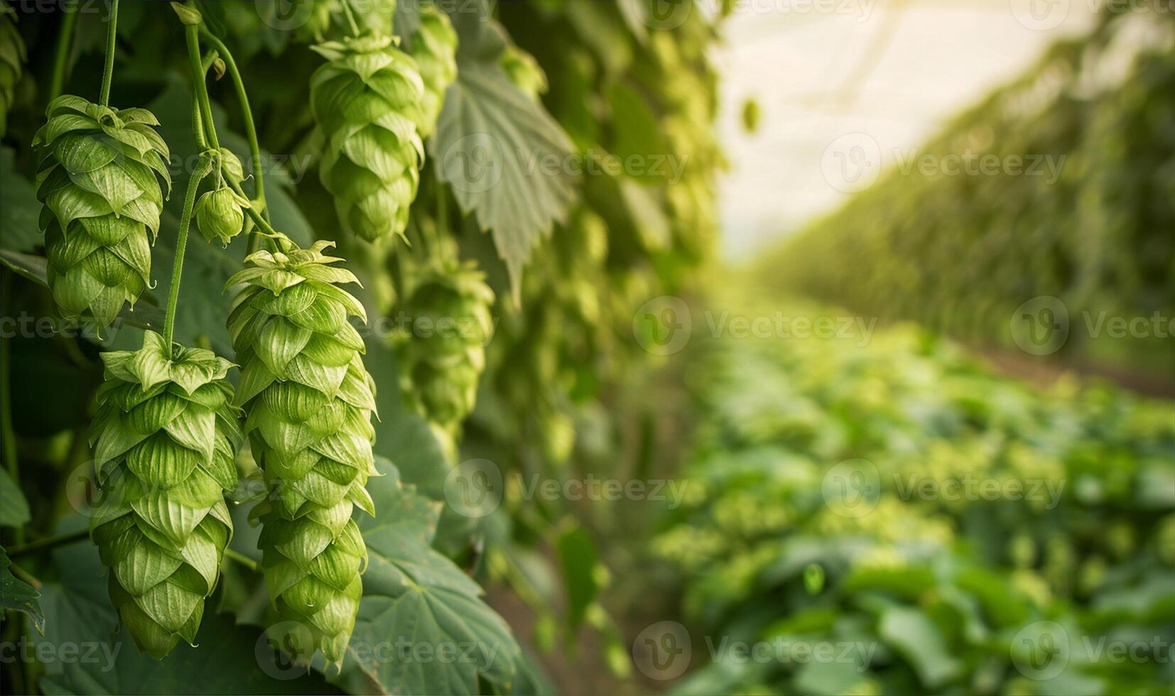 View of Vibrant Green Hop Cones Primed for Craft Brewing photo