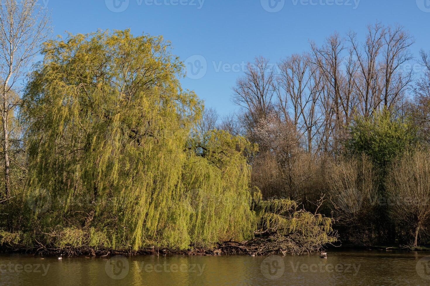 lake at spring time photo