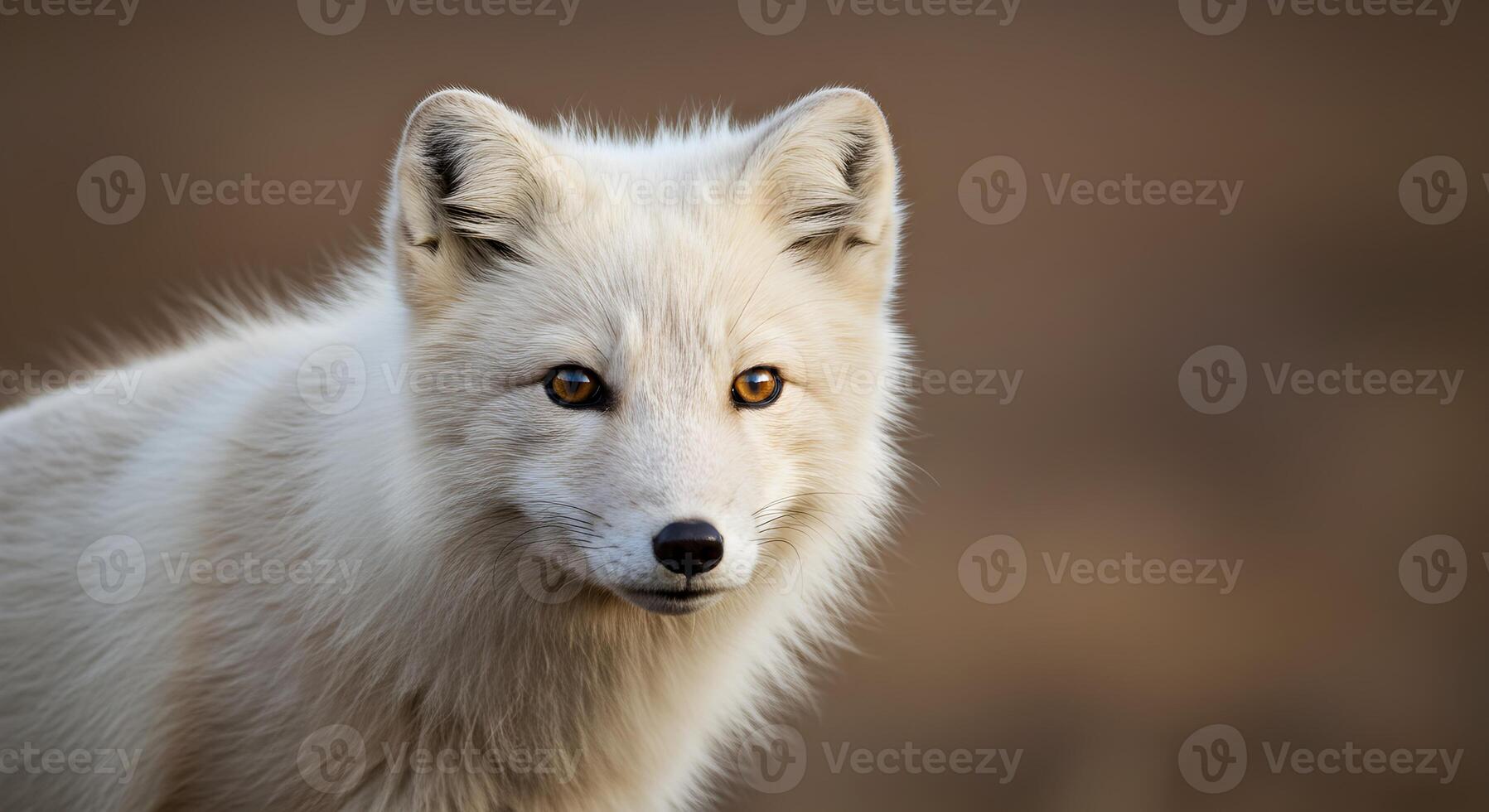 Arctic fox portrait with captivating gaze against a blurred brown backdrop photo