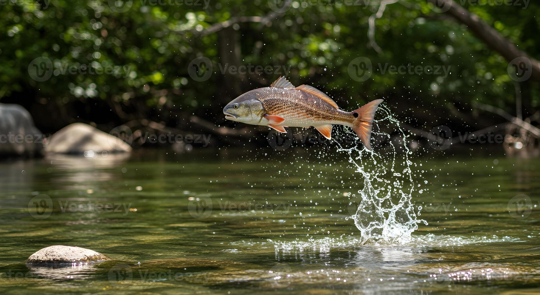 Redfish leaping out of the water, displaying aquatic athleticism and exuberance photo