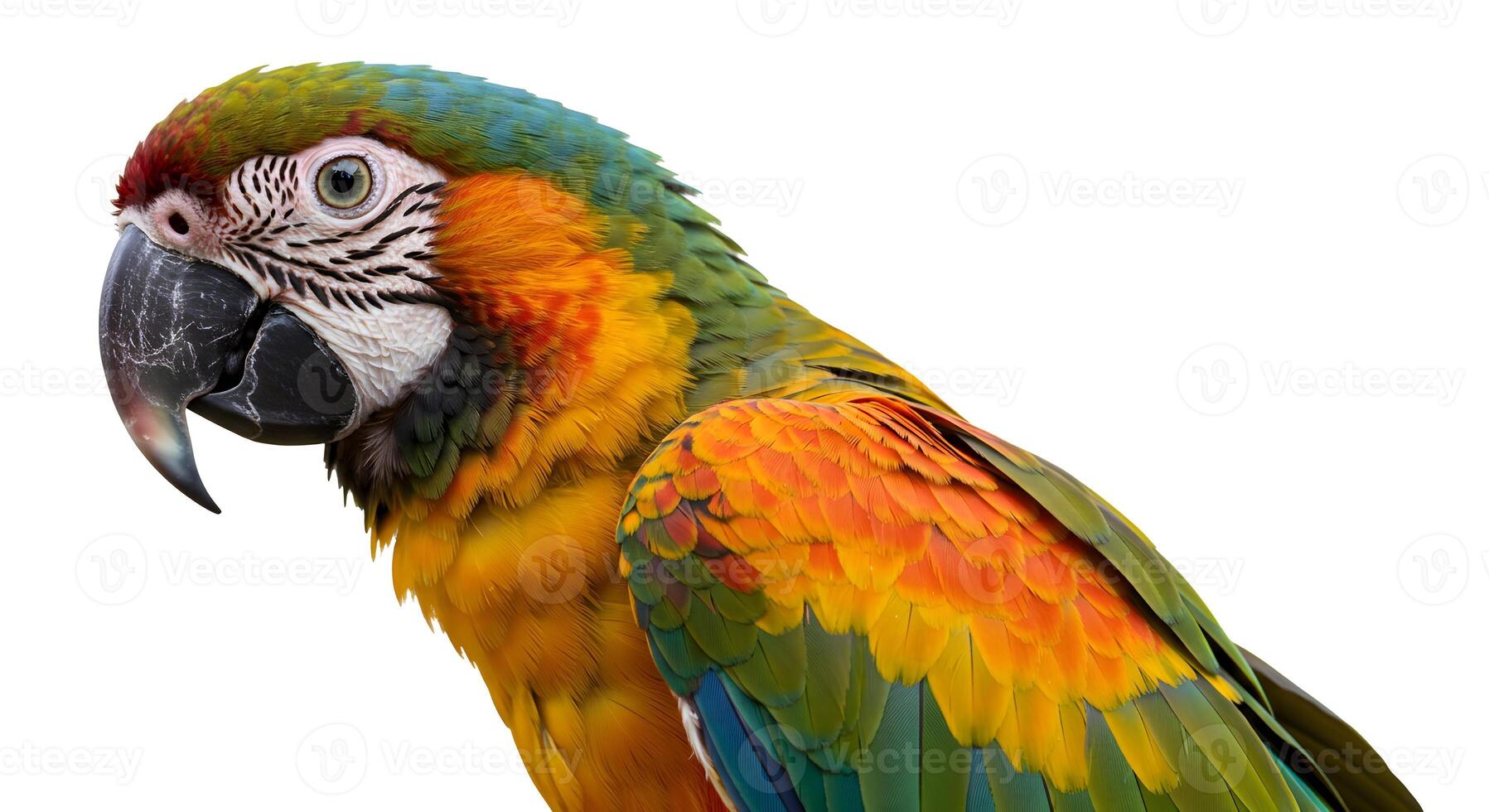 Detailed portrait of a vibrant macaw with striking plumage against white background photo
