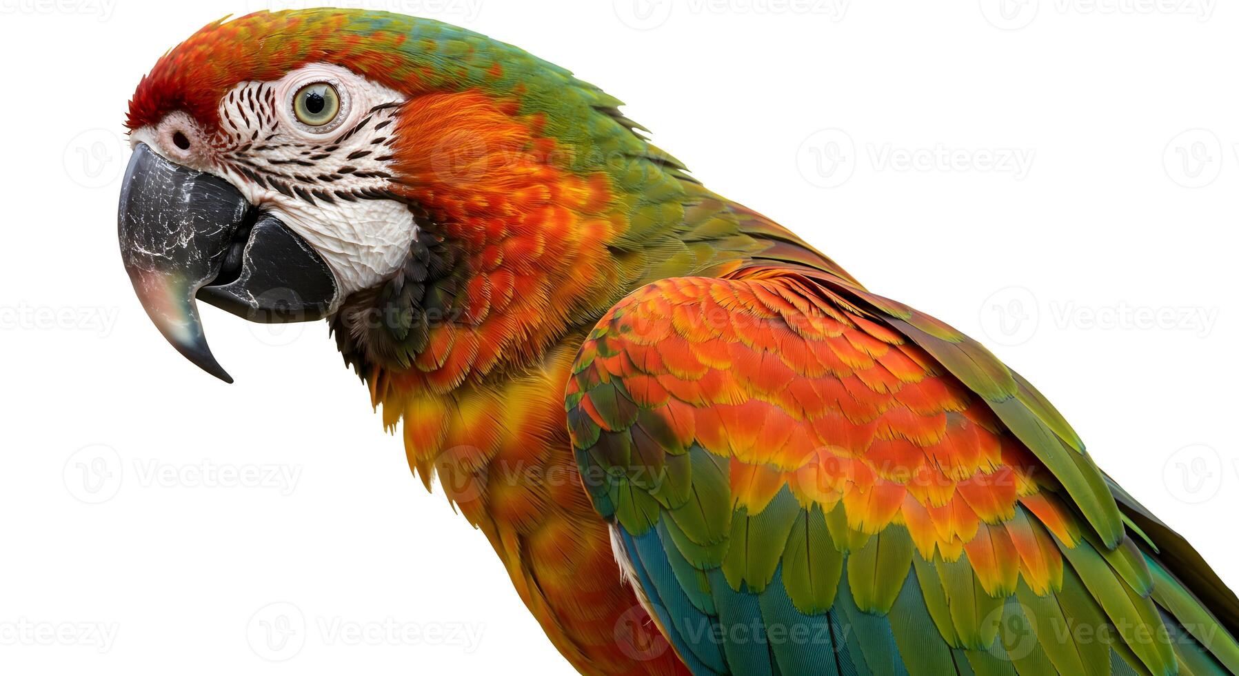 Close-up of a vibrant macaw with striking plumage against a clear background photo