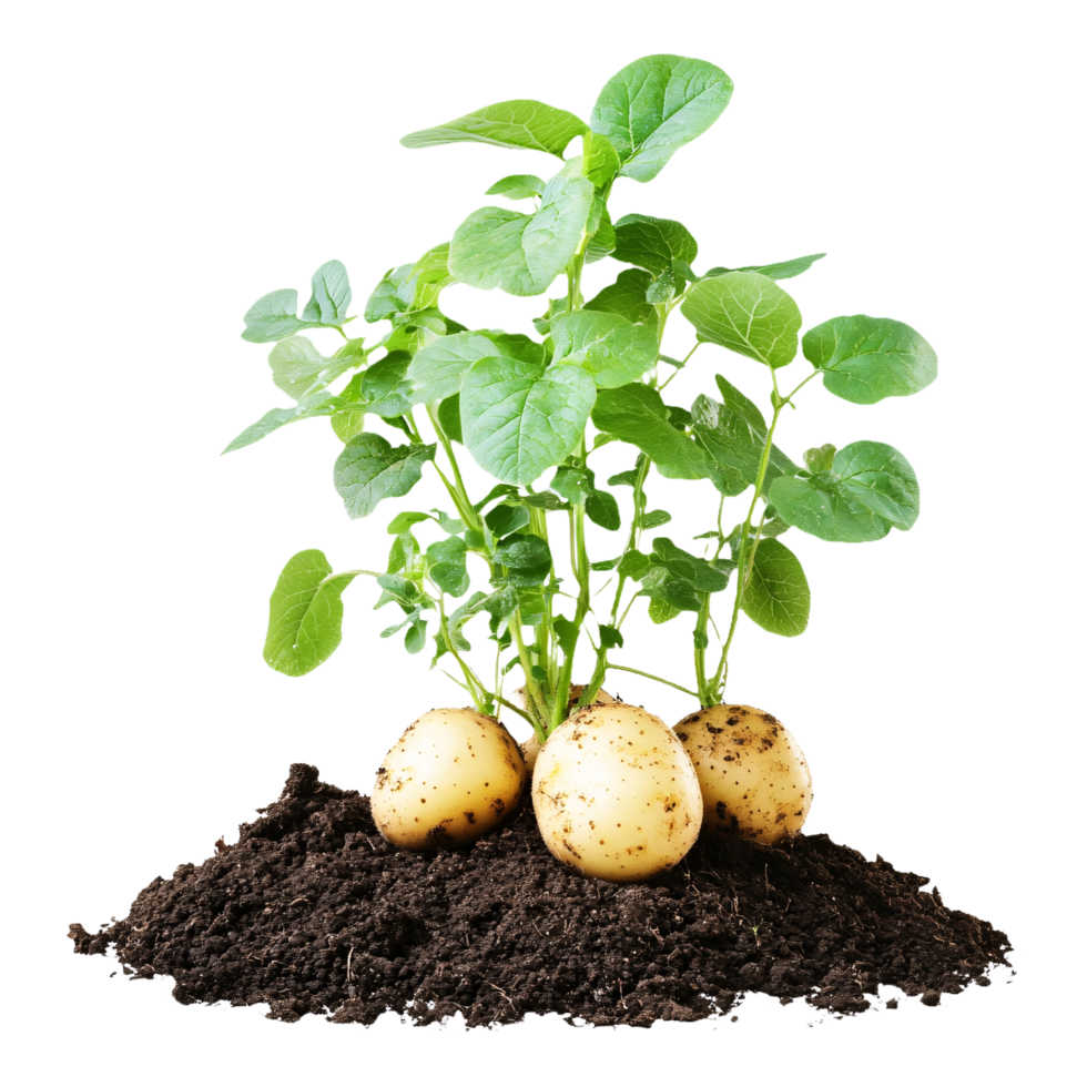 potatoes growing isolated on transparent background png