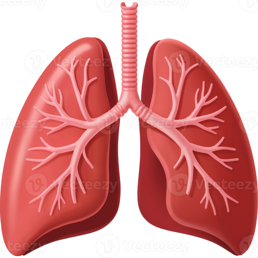 3d Anatomical Illustration of Healthy Red Human Lungs png