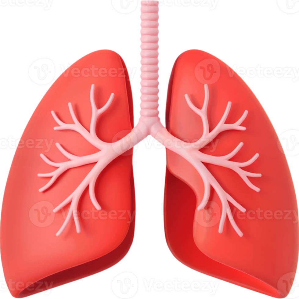 Illustration of Healthy Red Human Lungs png