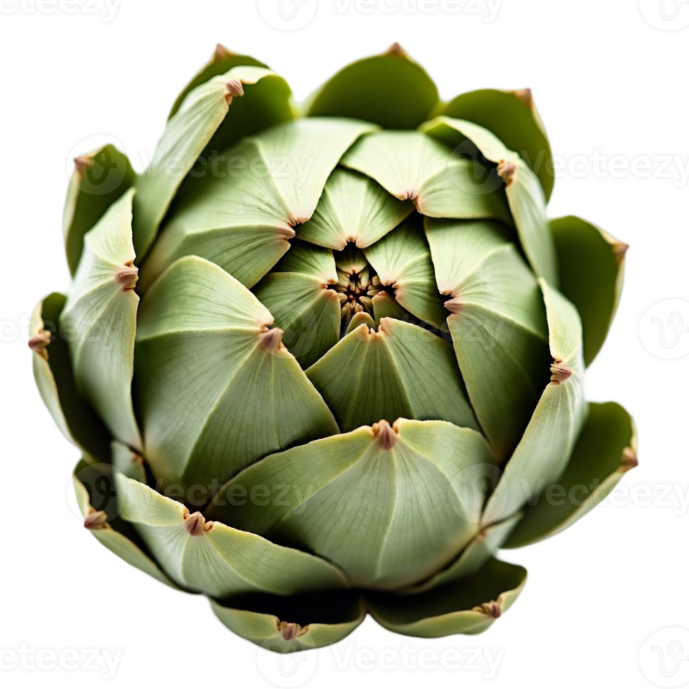 A single, fresh artichoke is displayed with tightly packed, green leaves forming a natural geometric pattern cutouts png