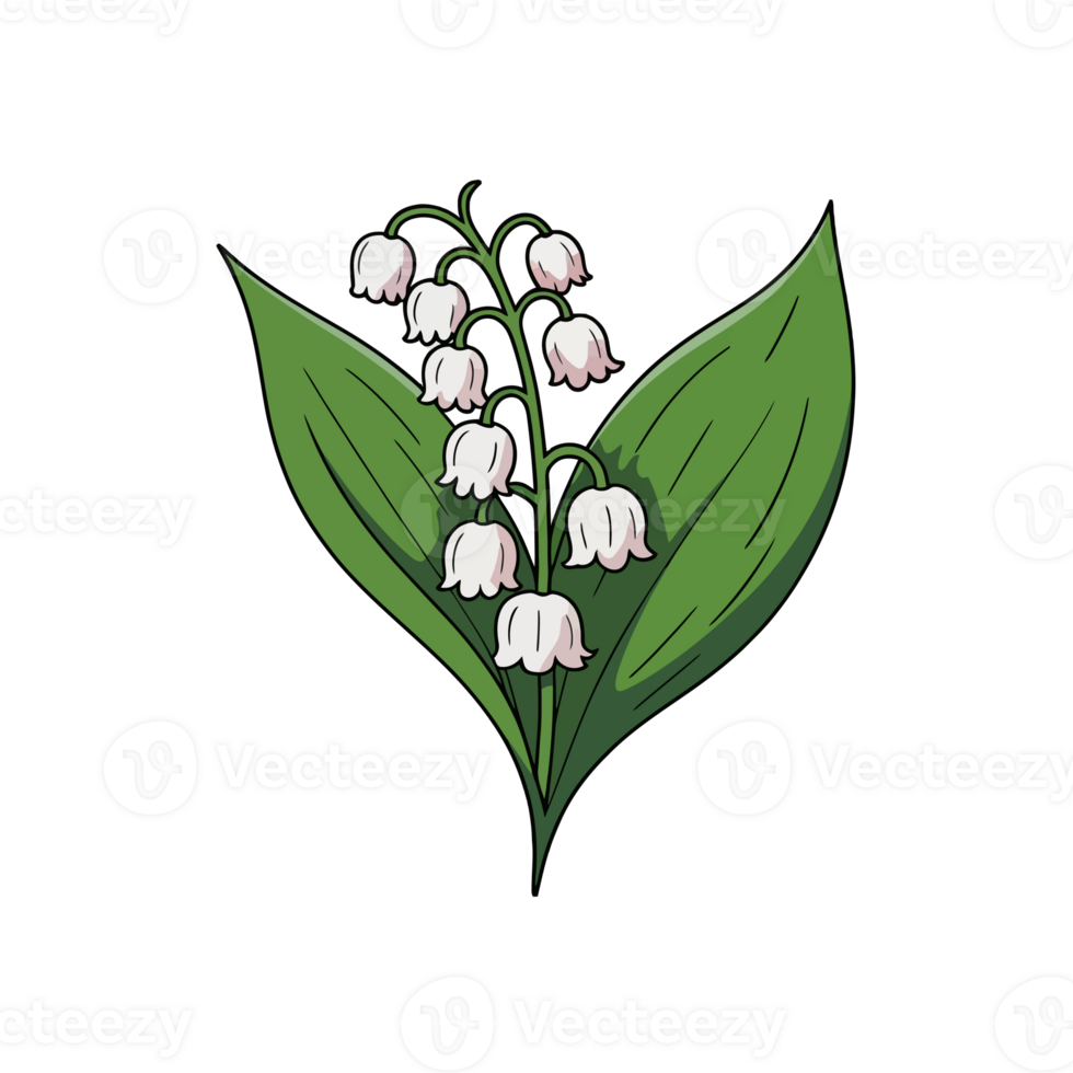 A botanical illustration showcases a sprig of lily of the valley with delicate white bell-shaped flowers and two large green leaves. cutouts png