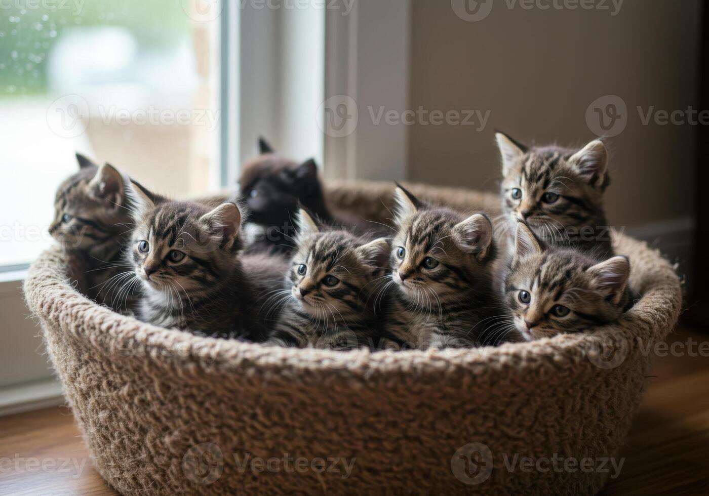 A charming collection of cute kittens gathered inside a woven pet bed near a bright window. photo