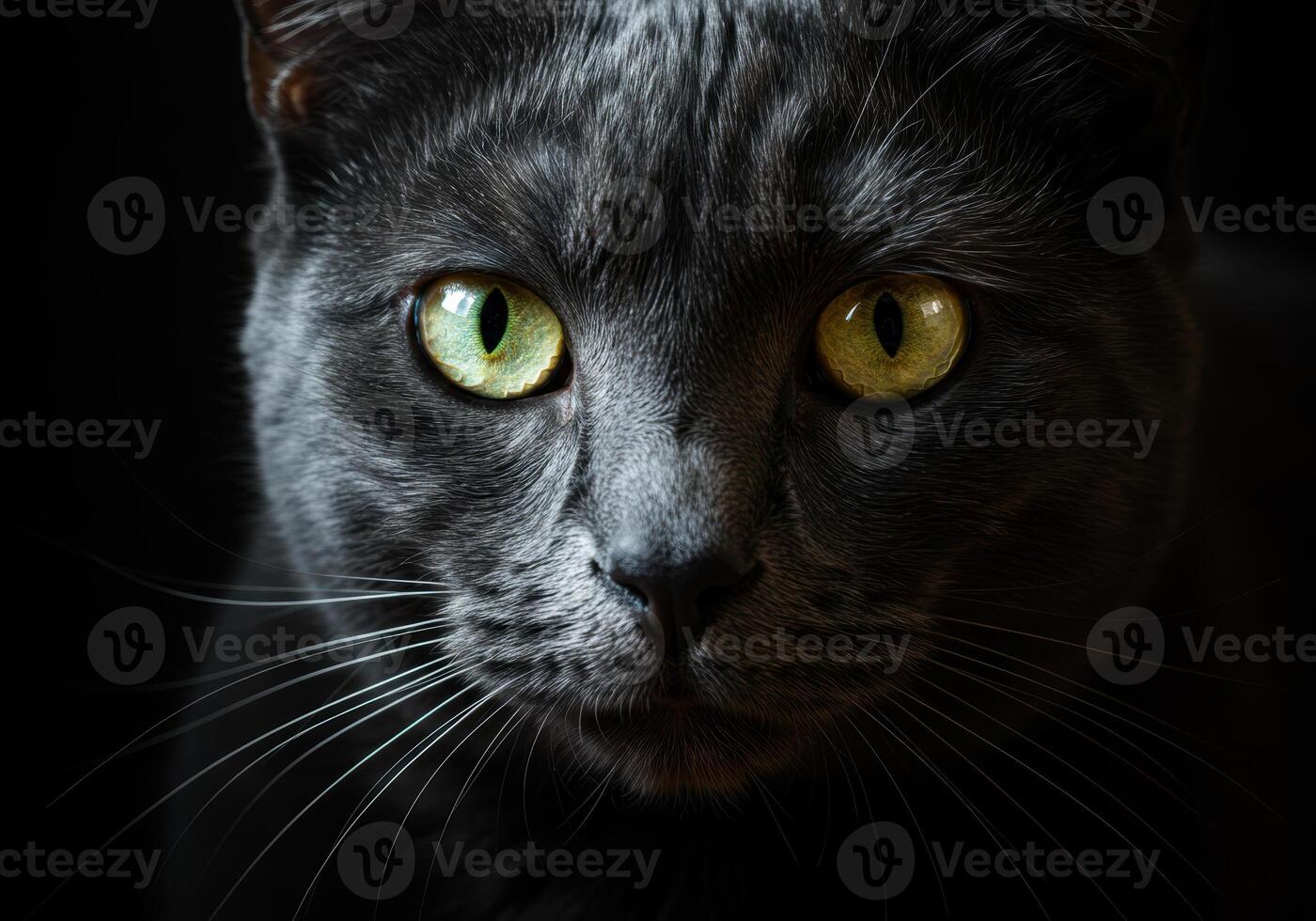A stunning close up portrait of a grey cat with mesmerizing green and yellow eyes. photo