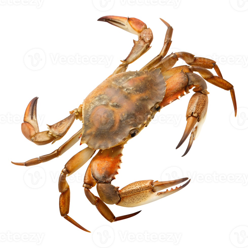 Top view A crab walking, isolated on a transparent background png