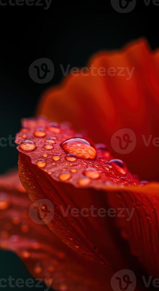 Striking macro shot of water droplets resting on the red petal of a flower. photo