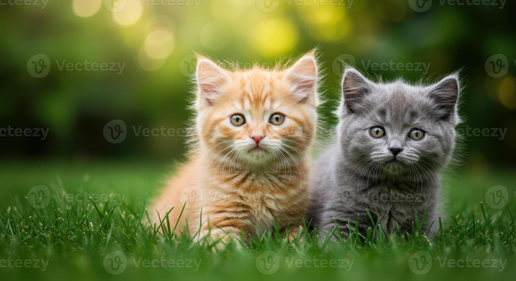 Two charming kittens of different colors, resting in a patch of green grass, enjoying the sun. photo