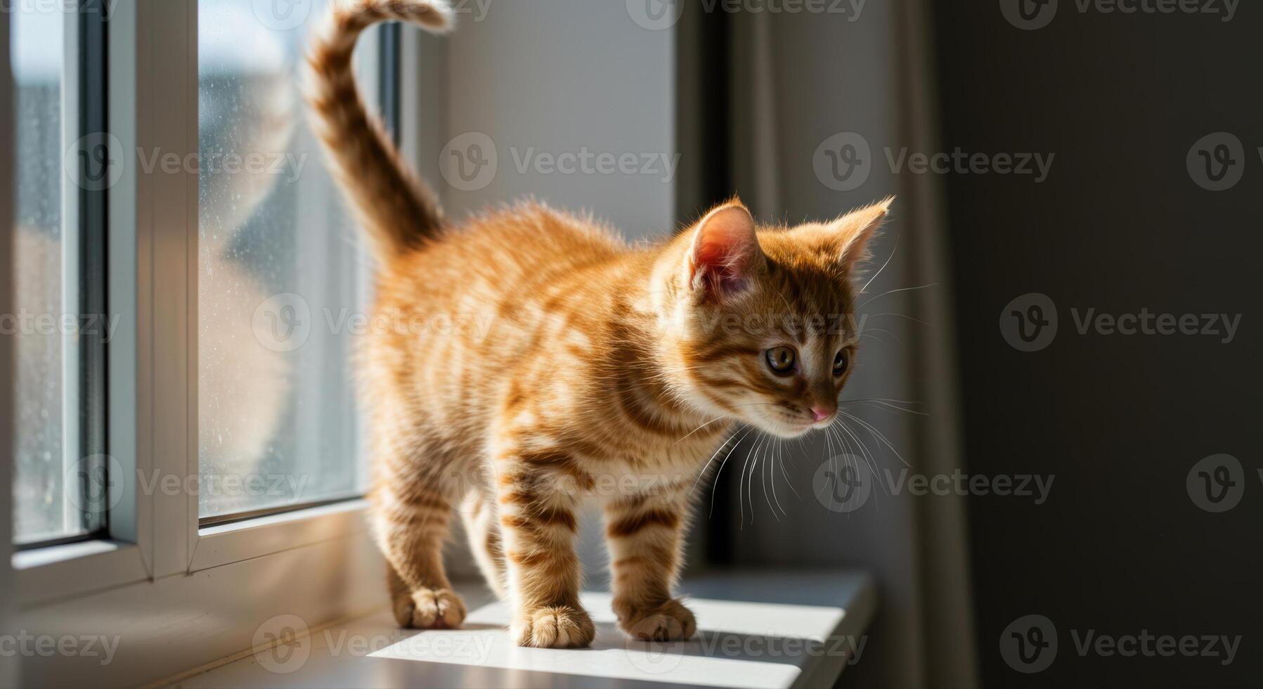A charming ginger kitten stands near a window, illuminated by natural light. photo