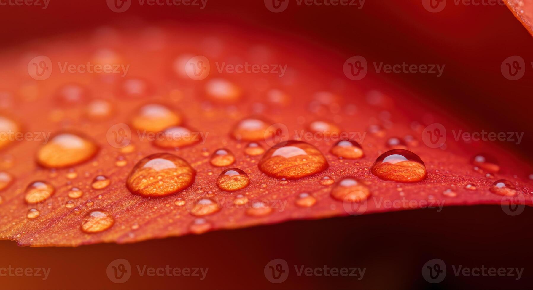 Small water droplets reflecting light on a vibrant red flower petal, macro view. photo
