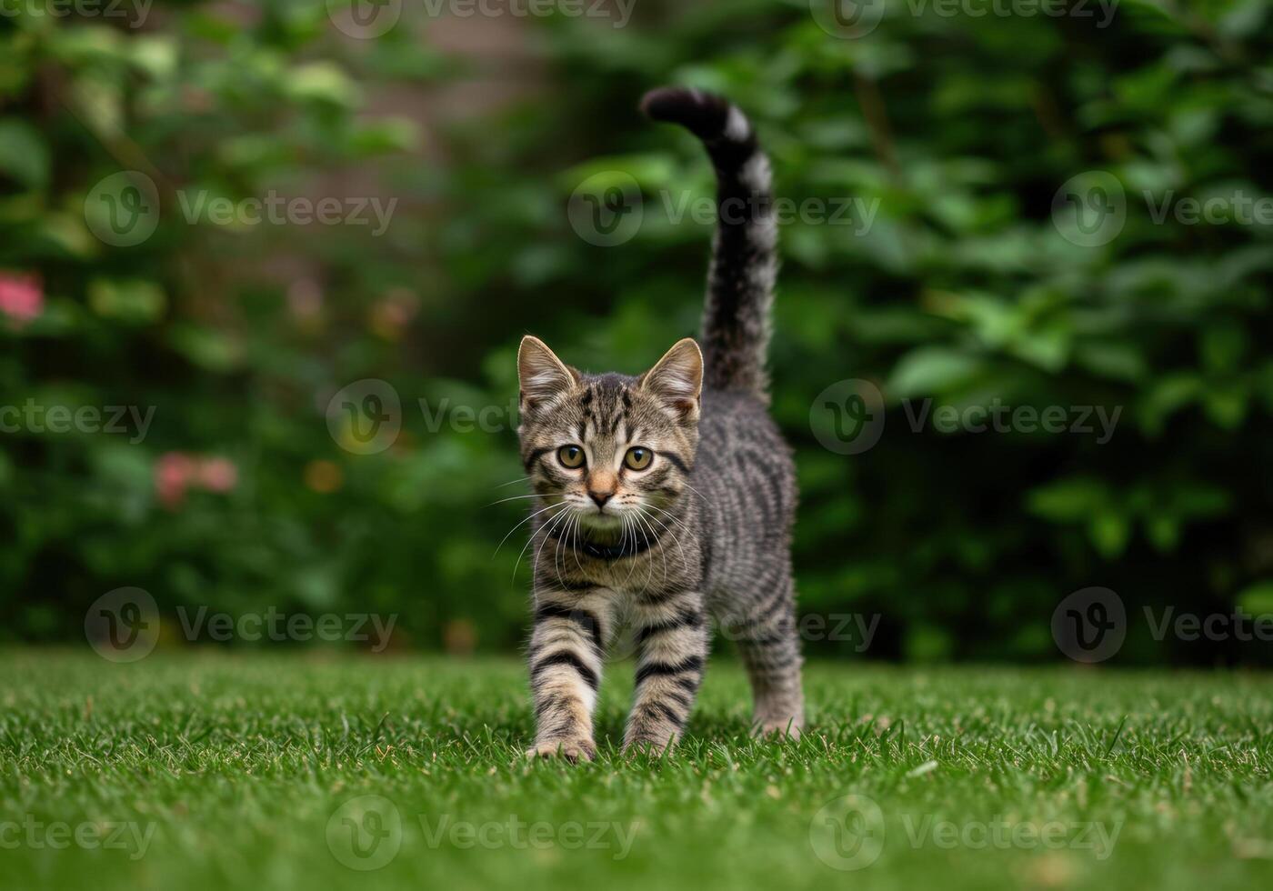 A curious tabby kitten is walking towards you in the green grass, tail up. photo